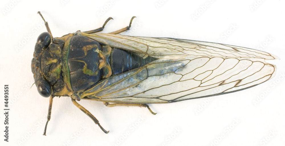 insect with big wings called a cicada isolated on a white background insect with big wings called a cicada isolated on a white background