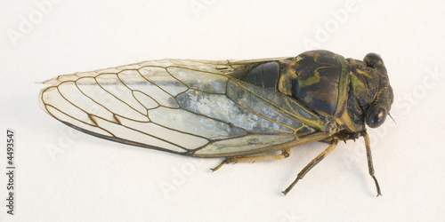 cicada © Guy Sagi