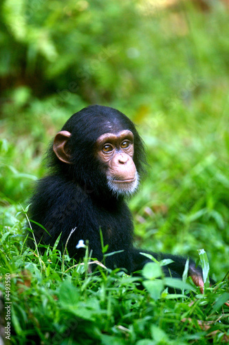 Canvas Print Chimpanzee