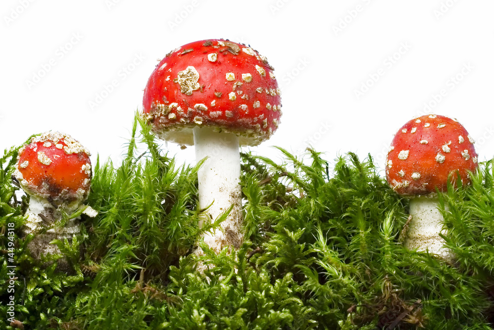 Obraz premium Red mushrooms