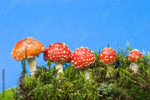 The family of red mushrooms. 