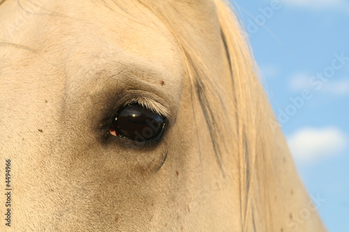 regard de cheval