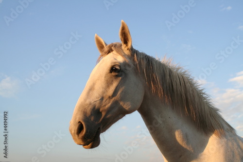 portrait et encolure de cheval © choucashoot
