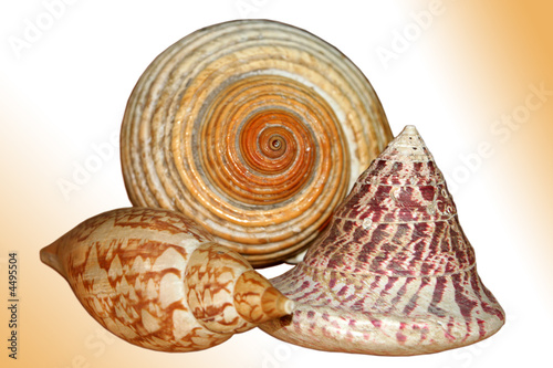 Sea Shells