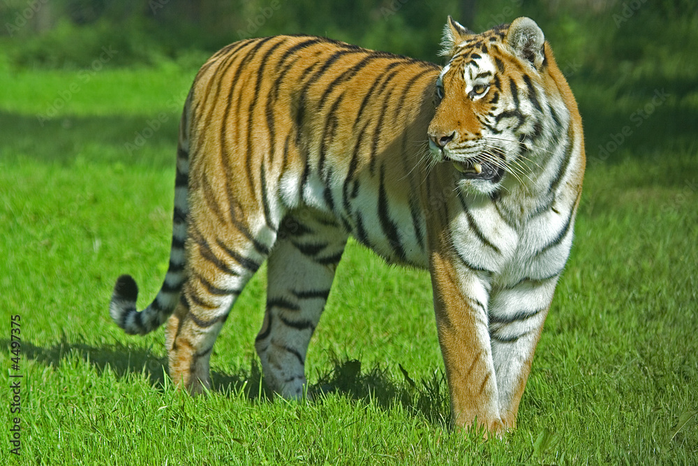 Tiger Tiger