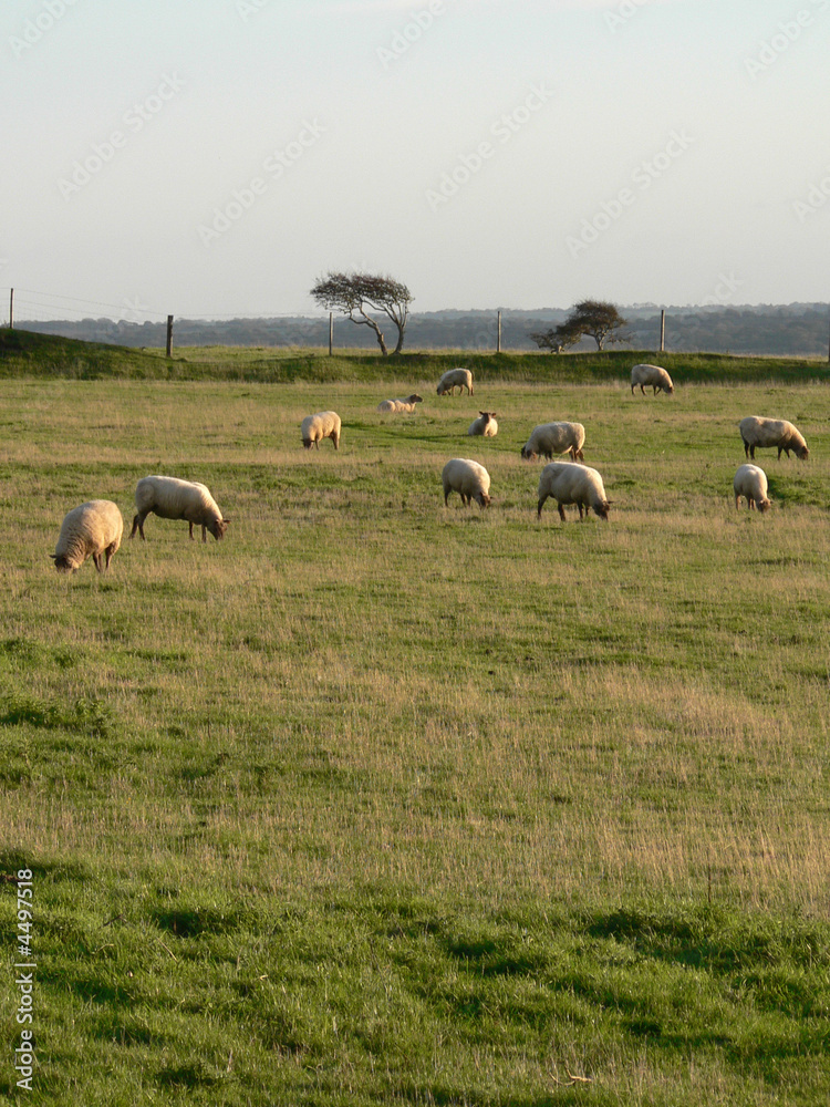 Obraz premium Moutons dans le pré