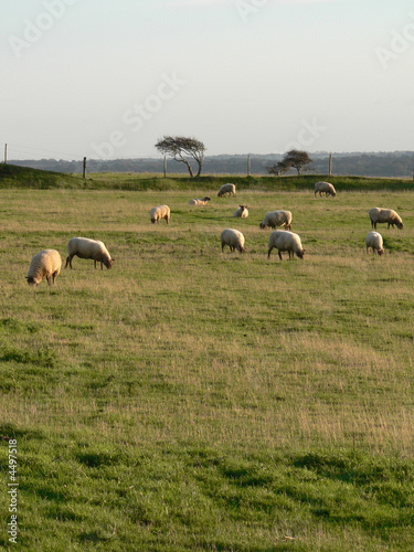 Moutons dans le pré