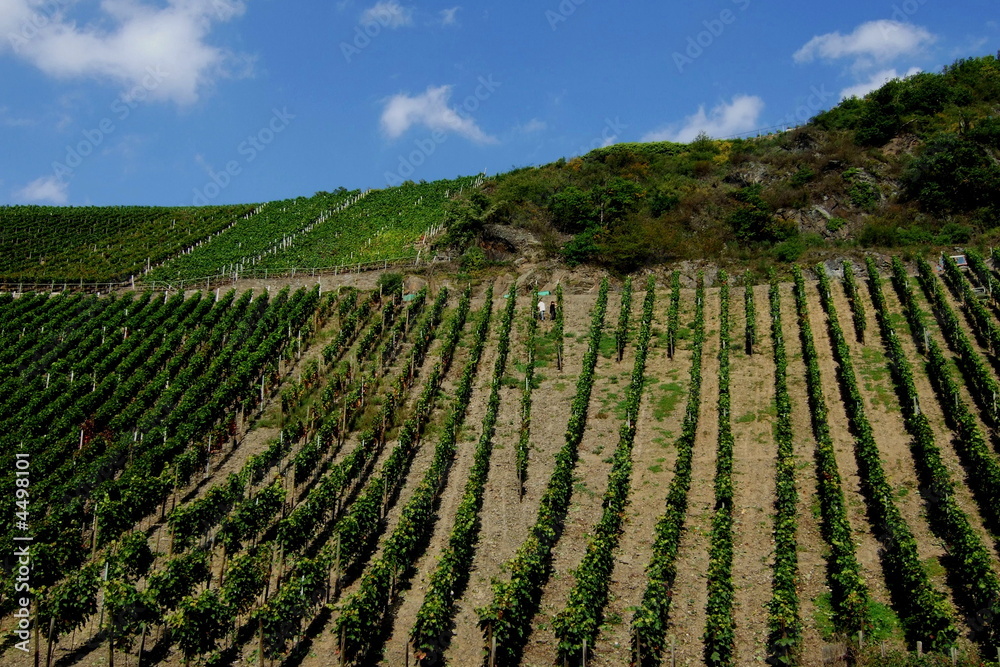 Weinanbau an der Ahr