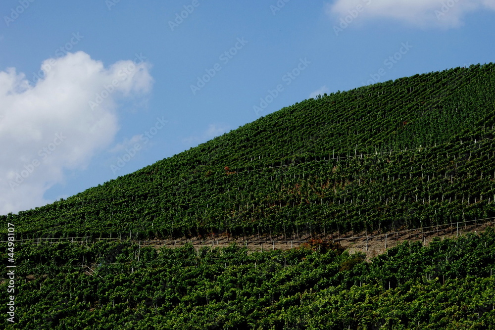 Weinanbau an Steilhängen an der Ahr