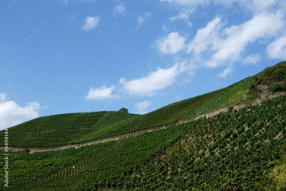 Weinanbau an Steilhängen an der Ahr