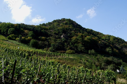 Weinanbau an der Ahr bei Mayscho  