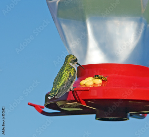 Hummingbird and Wasp sharing a red feeder.