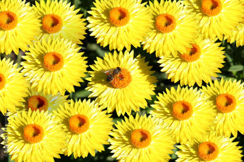 Bee on Yellow Flowers