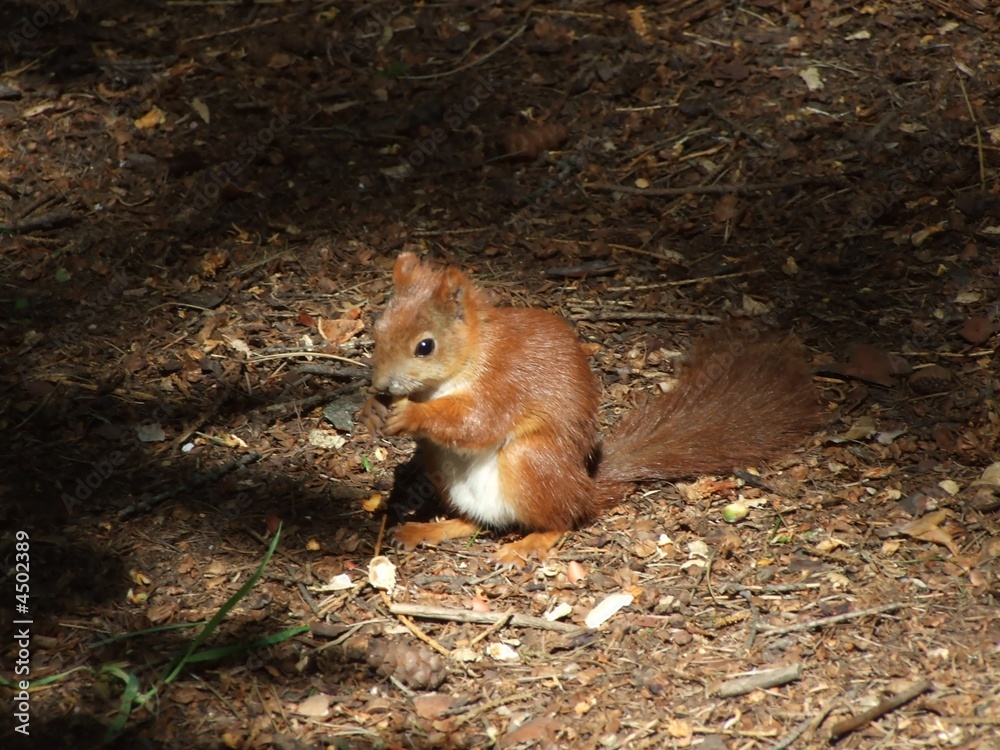 Squirrel Squirrel