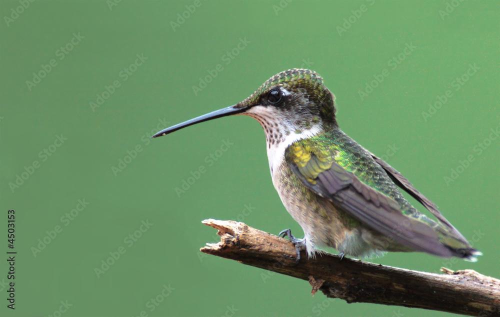 Fototapeta premium Perched Hummingbird