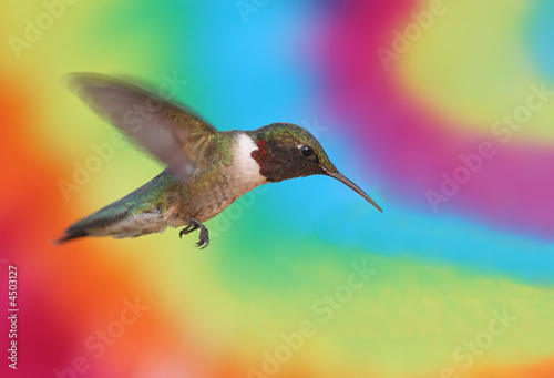 Psychedelic Hummingbird