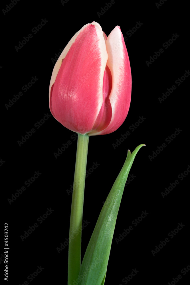 Tulip