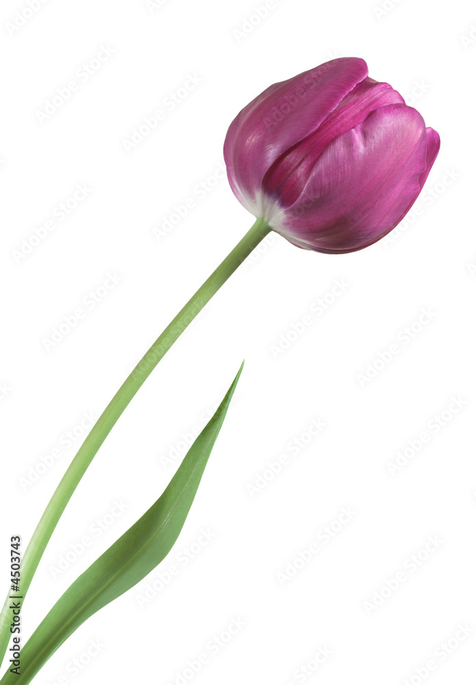 Tulip Tulip