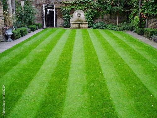 grass