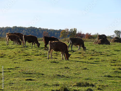 Grazing Cows