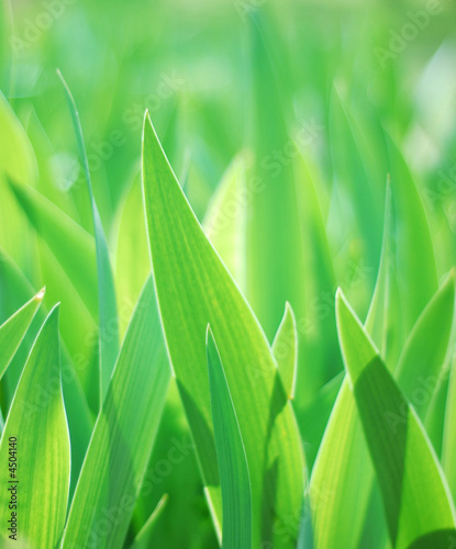 green leaves
