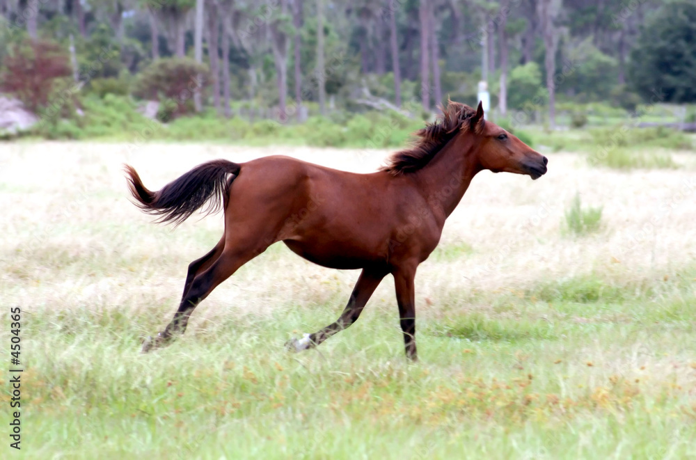 Horse running Horse running