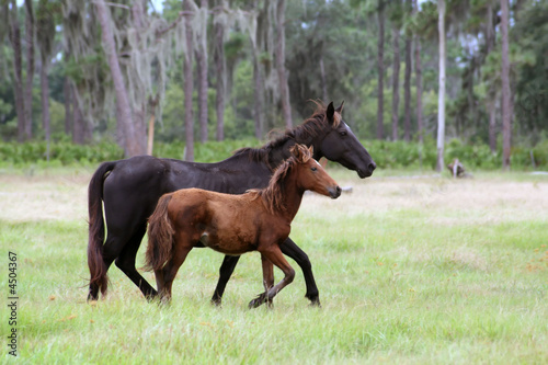 Mare and foal © Katherine Haluska