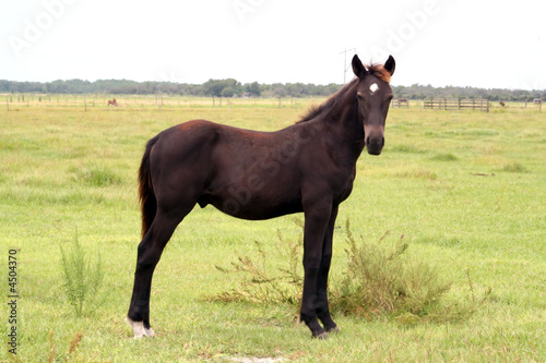 Young Horse posing