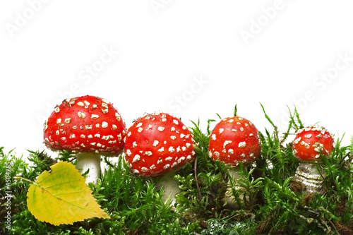 Autumn composition with mushrooms