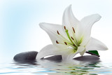 madonna lily and spa stone in water