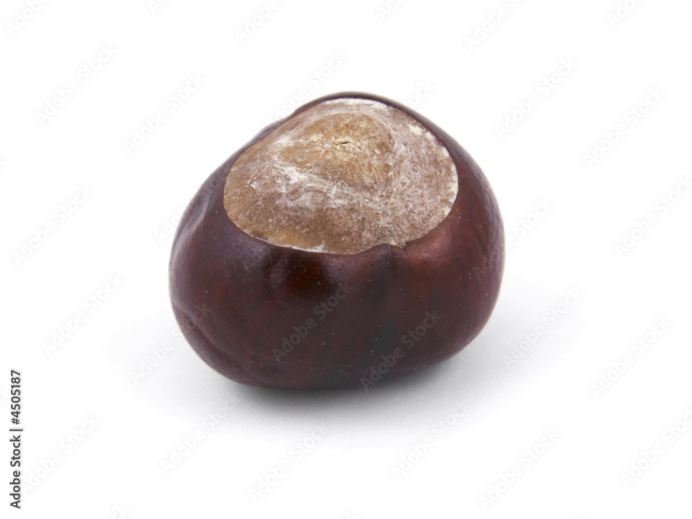 Chestnut isolated on white. Chestnut isolated on white.