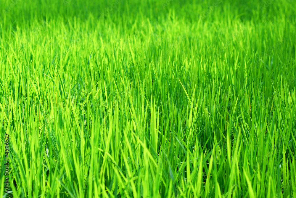 Green grass