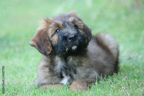 Fotografie chiot briard couché en sphinx