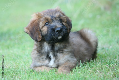 Obraz na plátně chiot briard couché en sphinx
