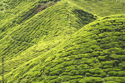 Tea Plantation