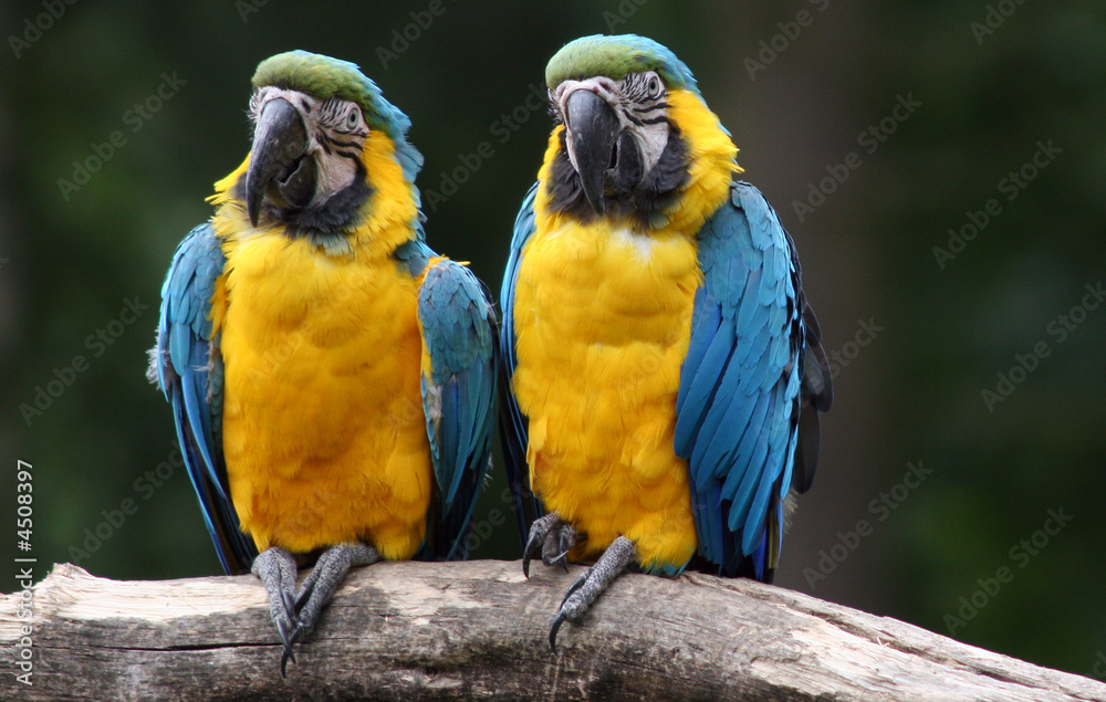 Pair of parrots Pair of parrots