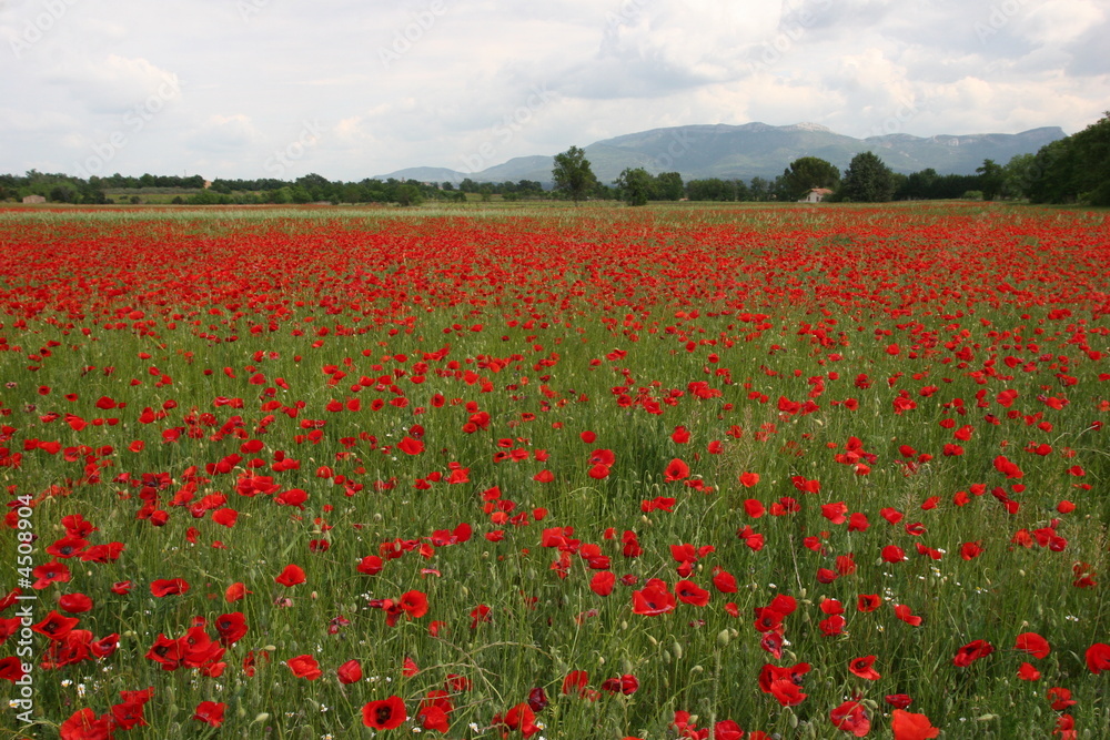 coquelicot