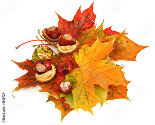 maple leaves and chestnuts