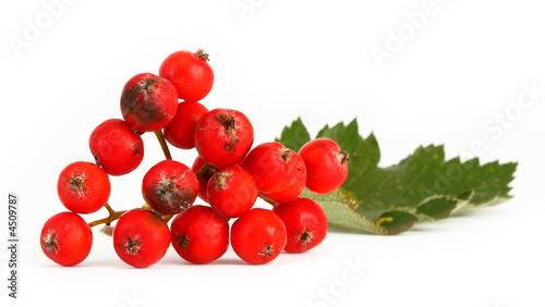 rowan berries #4