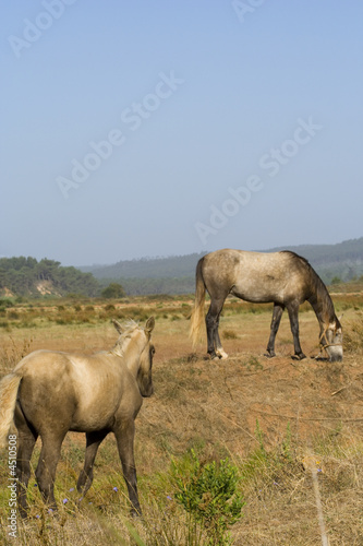 horses in a field © Helder Almeida