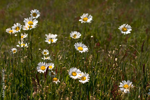 Daisy flowers