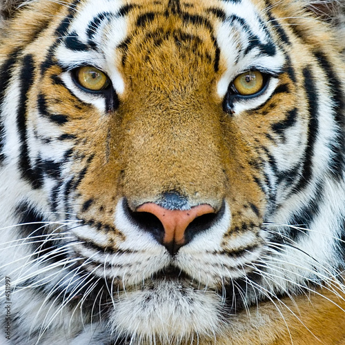 tiger