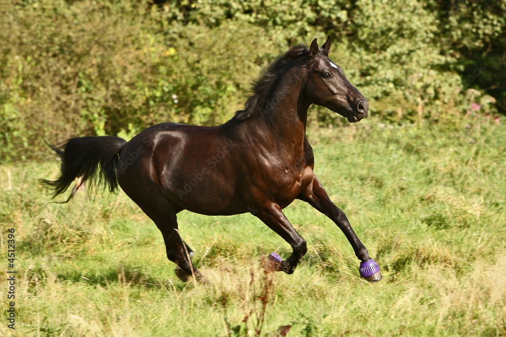 Fototapeta premium landarco3