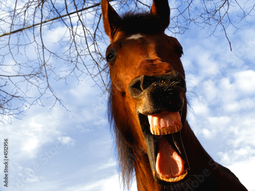 Tapety artystyczne laughing horse