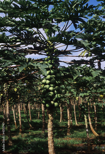 Papaya tree, Big Island, Hawaii USA