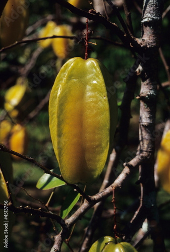 Starfruit, Hilo, Hawaii