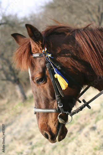 Head of a horse