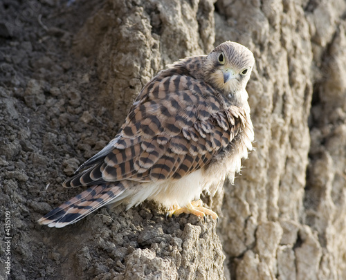 Falco