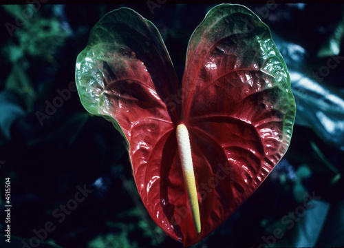 Anthurium flower, Big Island, Hawaii USA