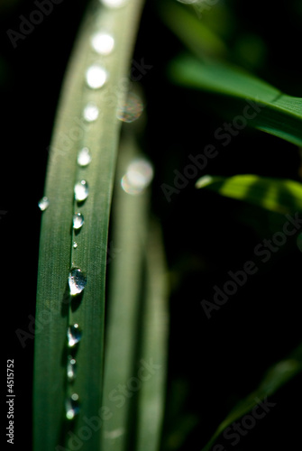 Dew drops